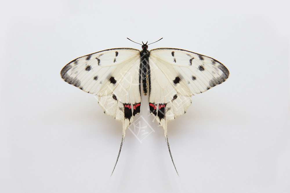 （40） 王佩光《 燕尾蝶 》182x121cm